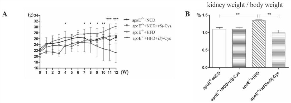 Application of schistosoma japonicum cysteine protease inhibitor to aspect of atherosclerosis