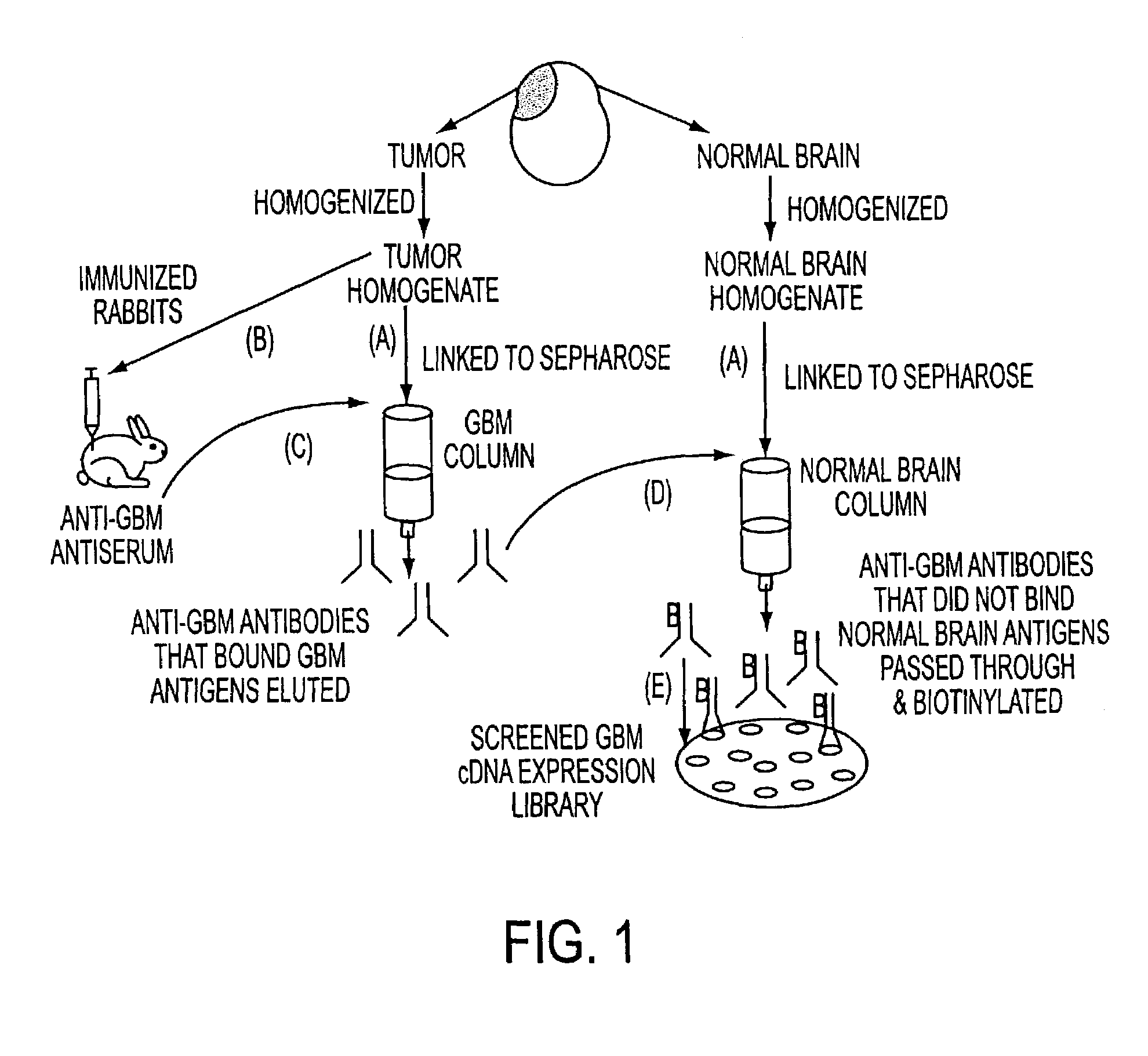 Methods for detection and treatment of neural cancers