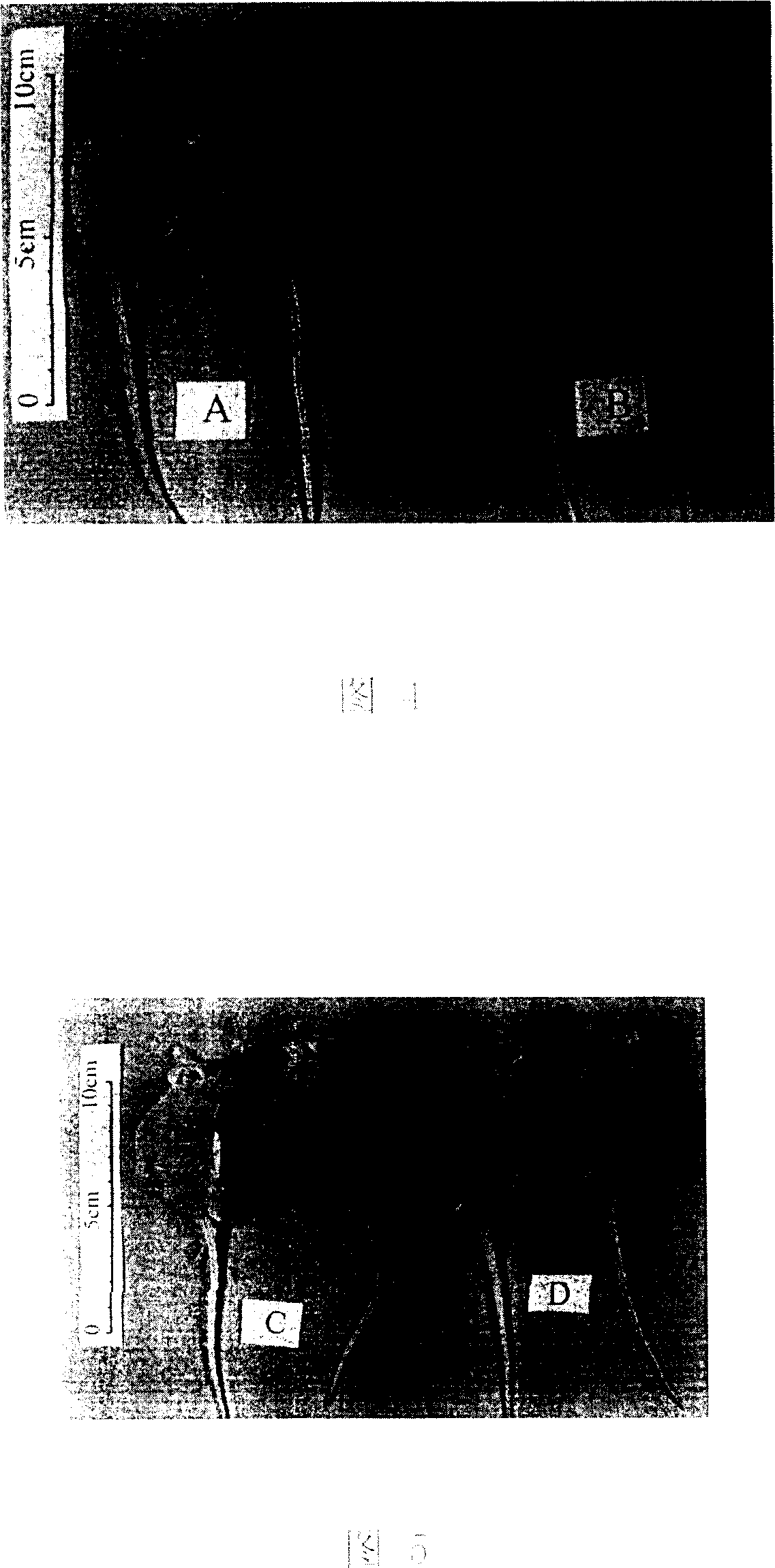 Anti cancer gene medicinal composition, micromolecule interfere RNA and its filtrate method