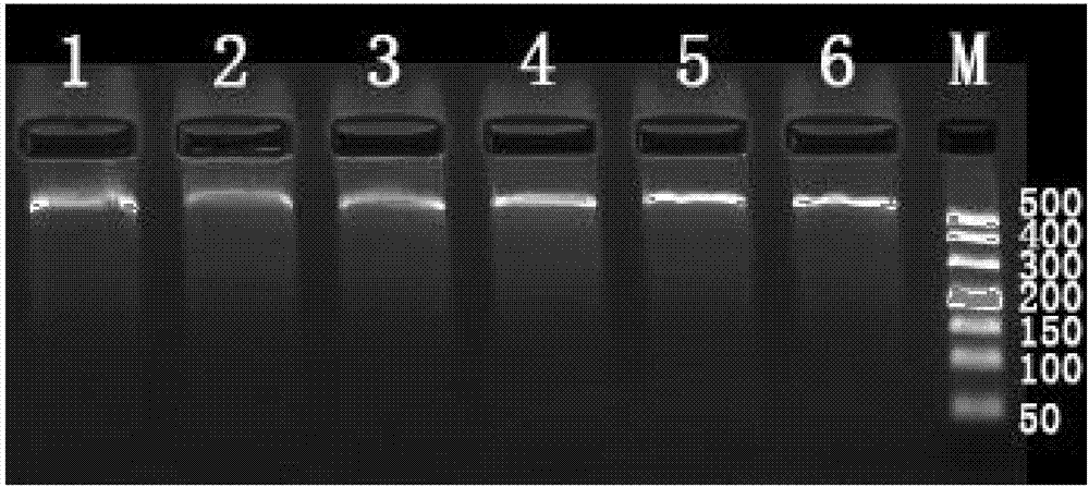 Group of HLA-related SNP marks and detection primer and determination method thereof