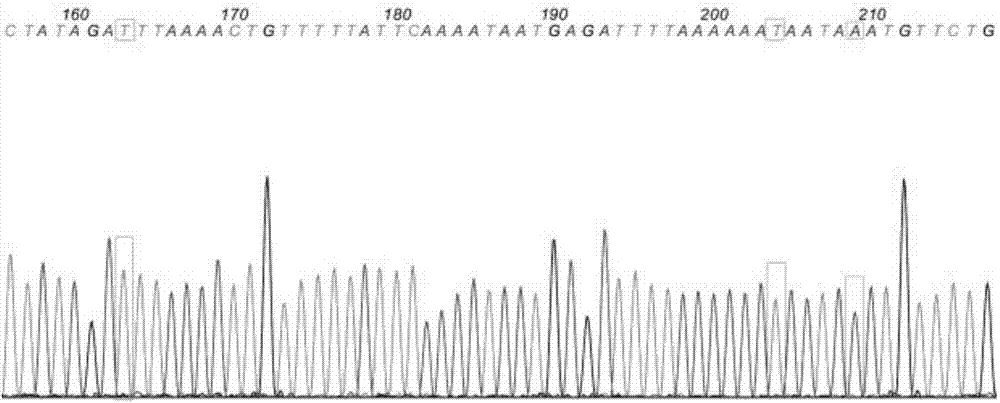 Group of HLA-related SNP marks and detection primer and determination method thereof