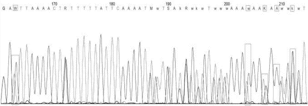 Group of HLA-related SNP marks and detection primer and determination method thereof