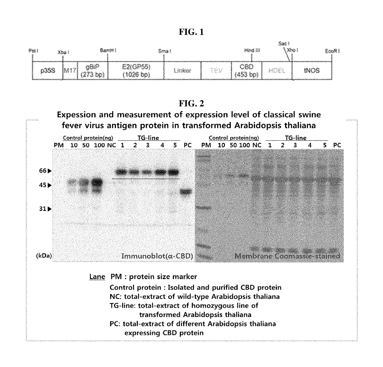 Vaccine composition for classical swine fever from plant and manufacturing method thereof