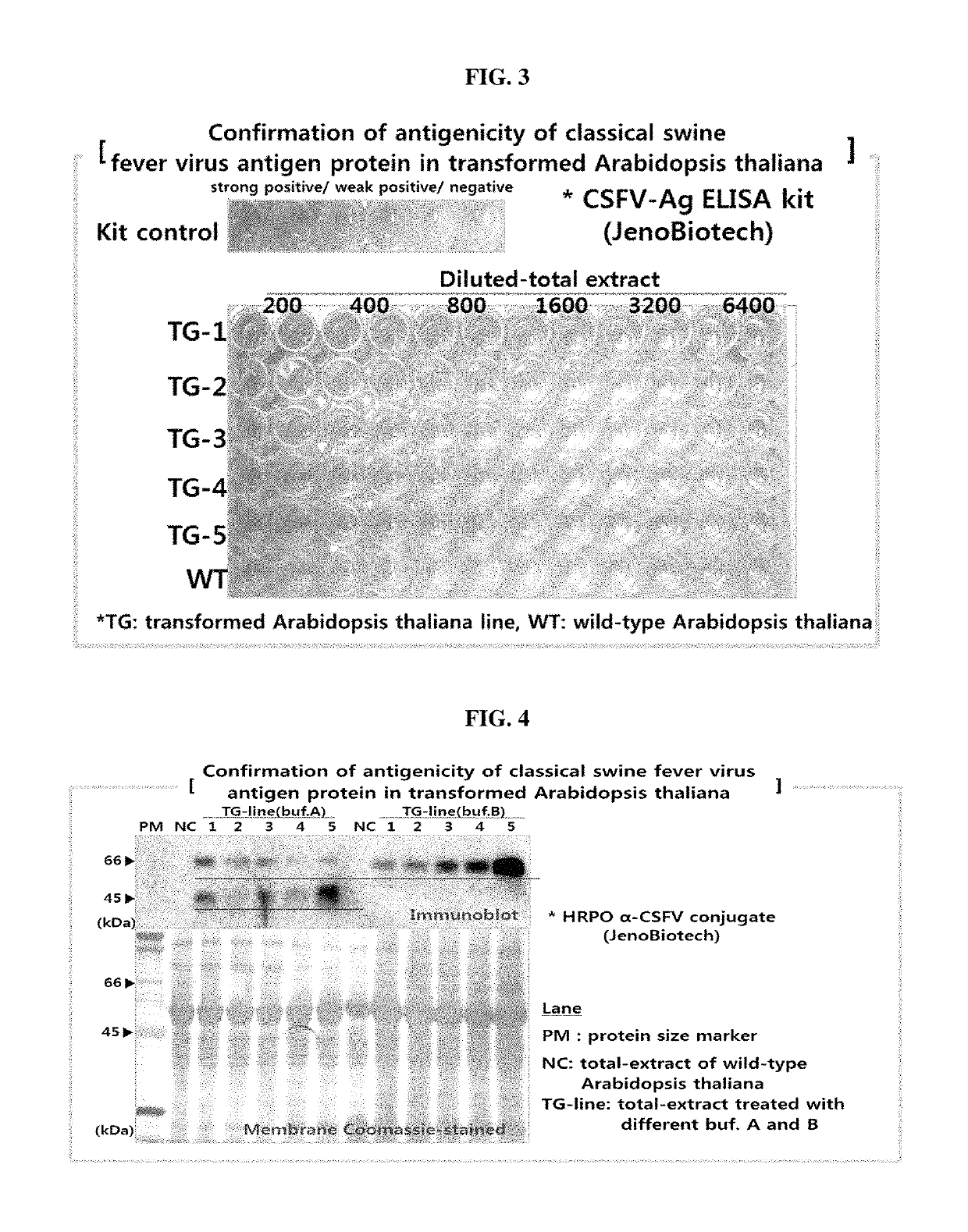 Vaccine composition for classical swine fever from plant and manufacturing method thereof