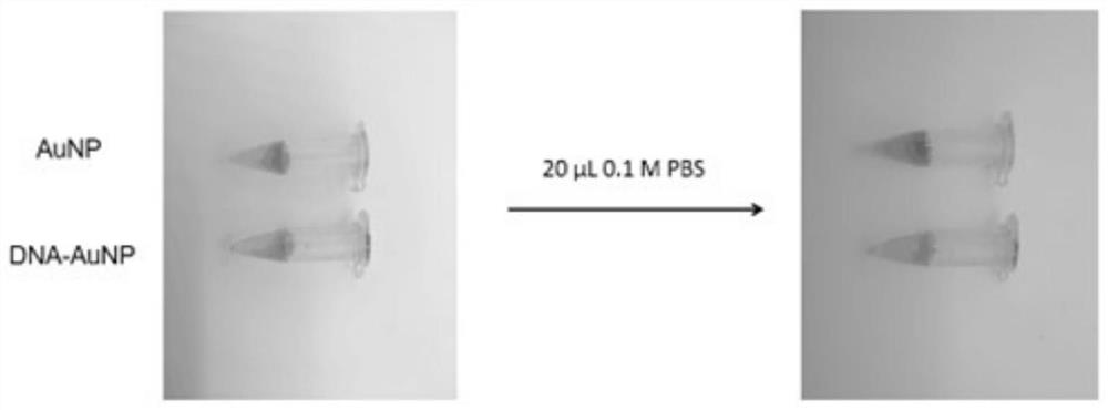 Biosensor for ctDNA detection and preparation method thereof