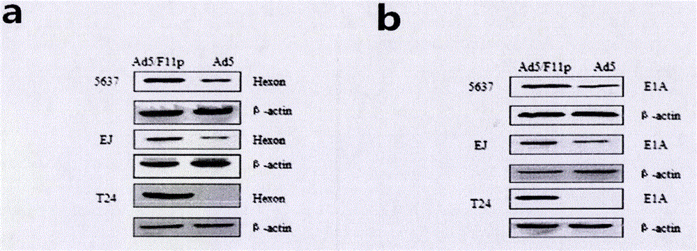 Bladder-cancer specific oncolytic adenovirus independent of CAR and establishment method