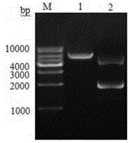 Alisma 3-hydroxy-3-methyl glutaric acyl coenzyme A reductase antibody preparation and detection method