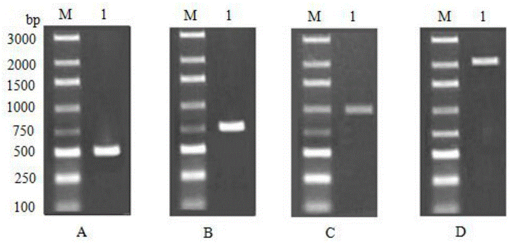 Alisma 3-hydroxy-3-methyl glutaric acyl coenzyme A reductase antibody preparation and detection method