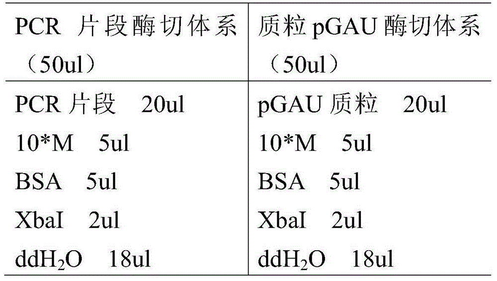 Neutral phytase mutant and application thereof