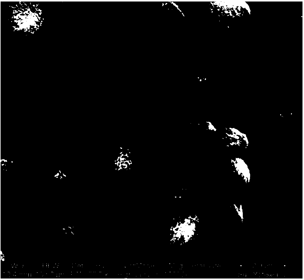 Nitrogen-doped carbon polymer/TiO2 photoelectrode, as well as preparation method and application thereof