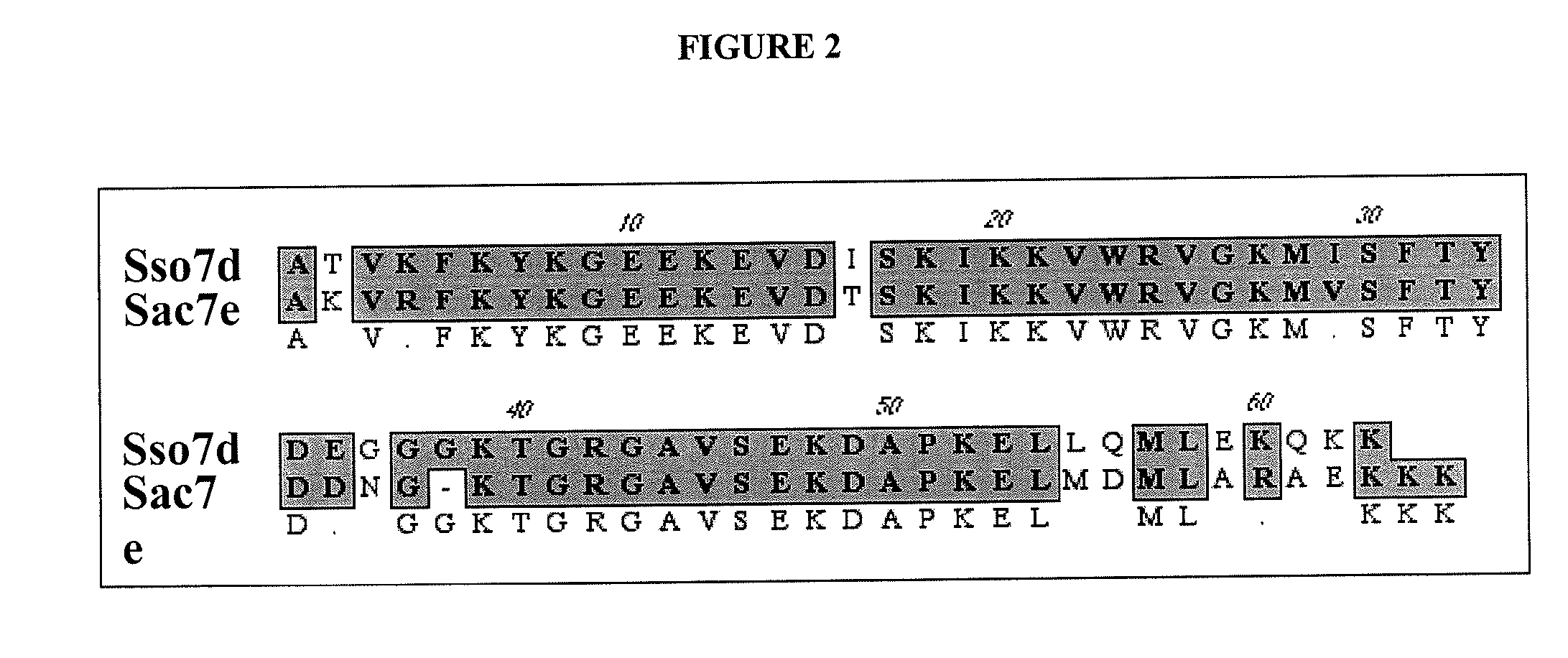 Sso7-polymerase conjugate proteins