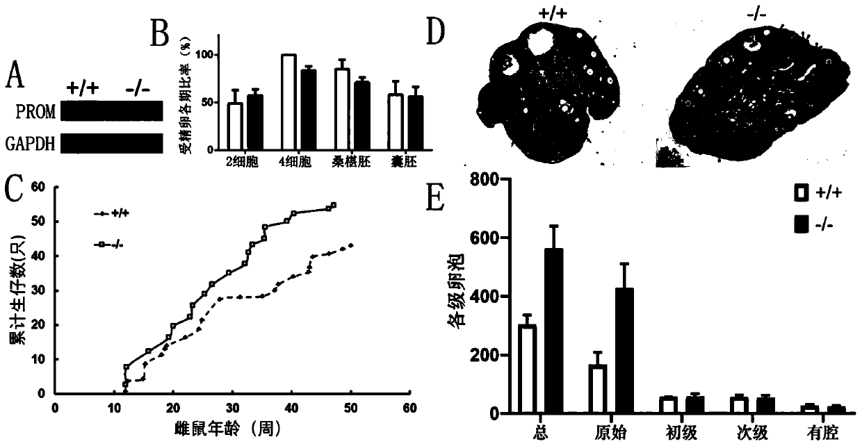 Polypeptide BPP capable of protecting and prolonging ovarian function and application of polypeptide BPP