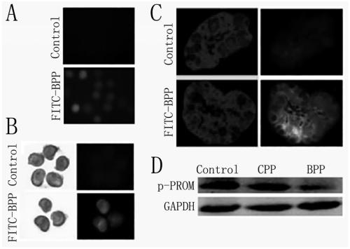 Polypeptide BPP capable of protecting and prolonging ovarian function and application of polypeptide BPP