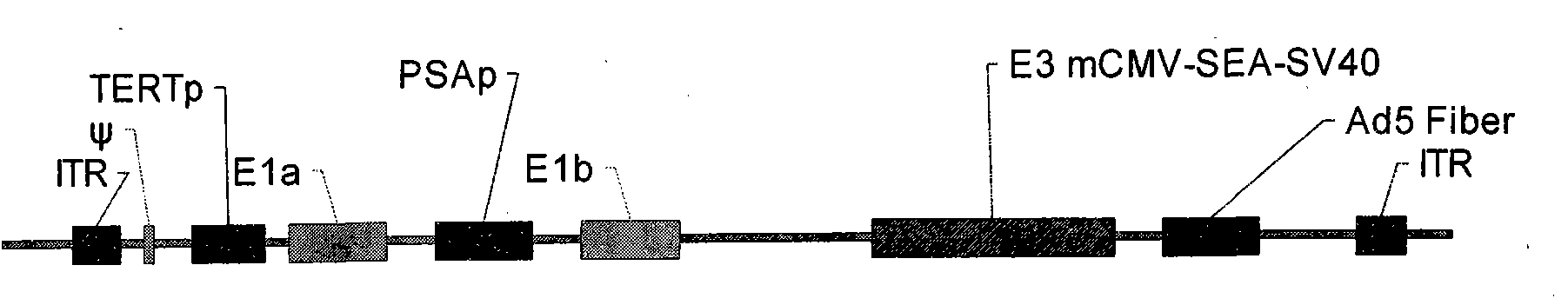 Method for preparing dual-regulated oncolytic adenovirus for expressed superantigen gene of targeted prostate tumor