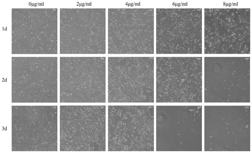 SgRNA with duck hnRNPA3 gene knocked out, cell line and construction method and application of cell line