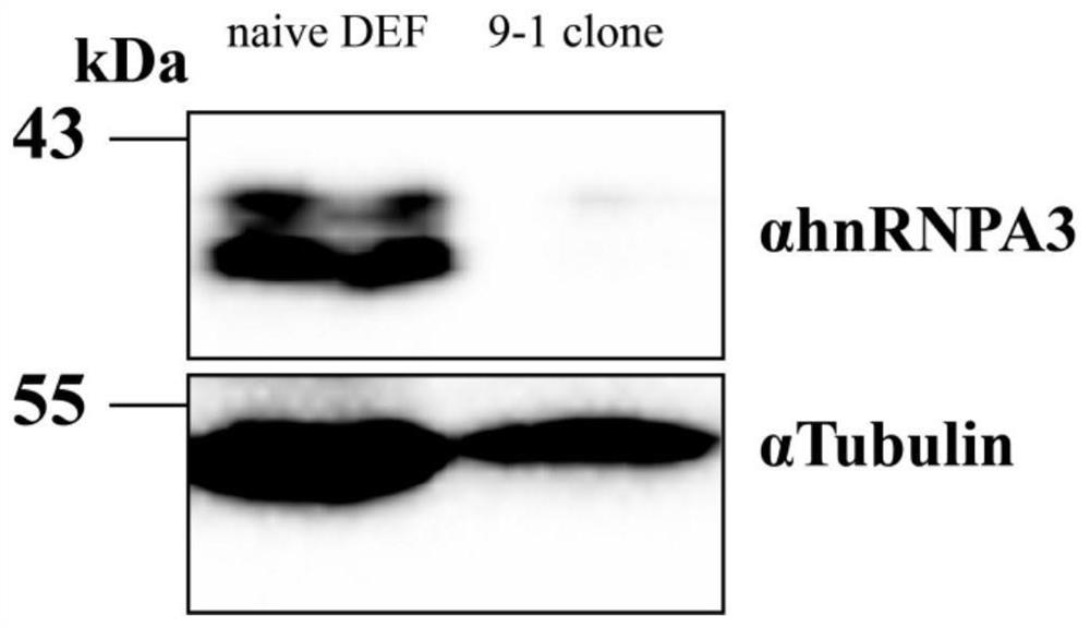 SgRNA with duck hnRNPA3 gene knocked out, cell line and construction method and application of cell line