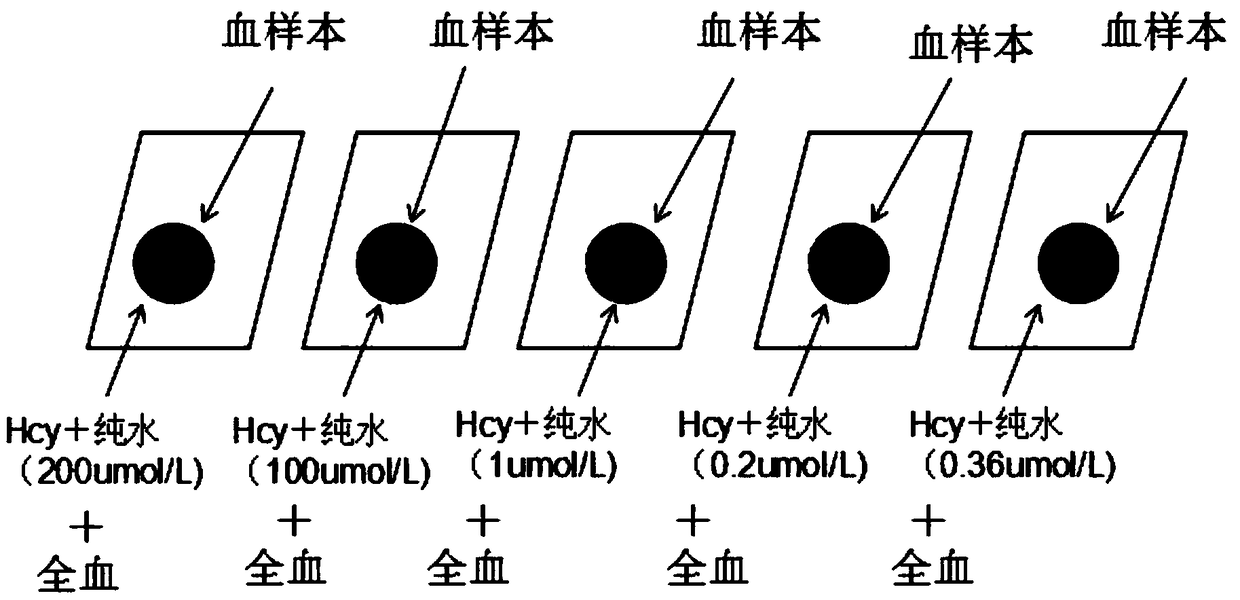 Rapid measurement method for content of homocysteine in dried blood spot