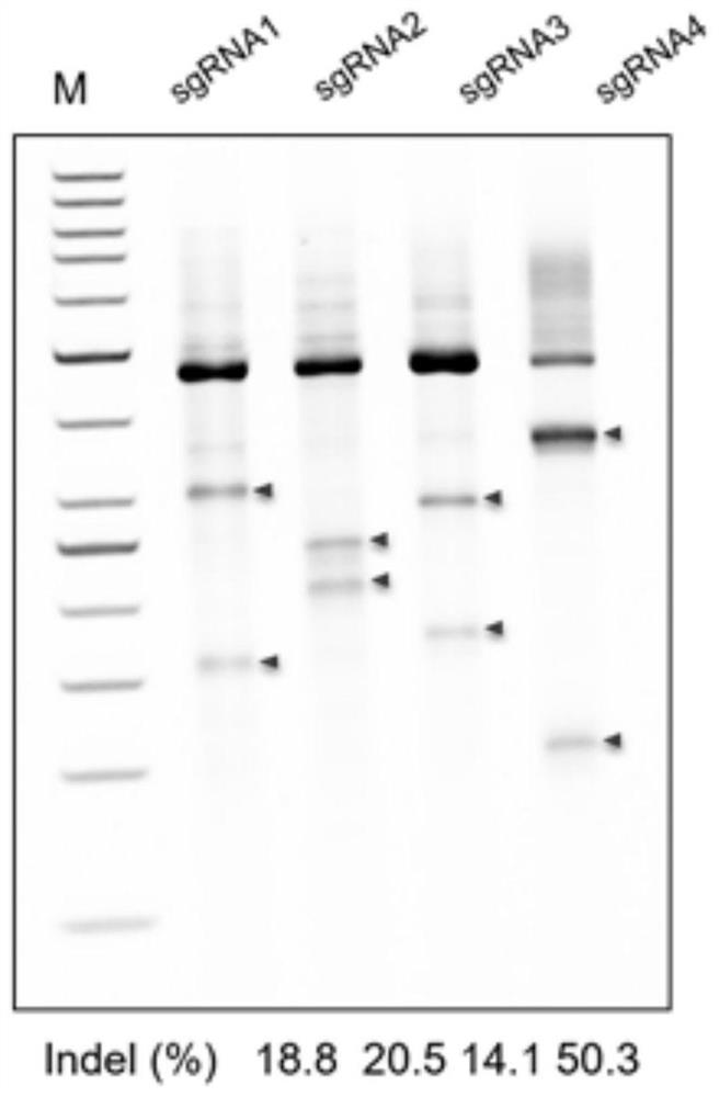 Compositions, medicaments and sgRNAs for increasing coagulation activity in hemophilia b patients