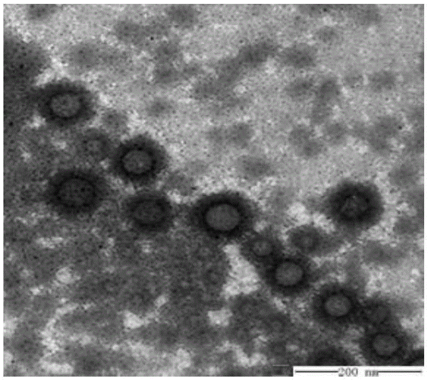 High-skin-retention glabridin nano composition as well as preparation method and application thereof