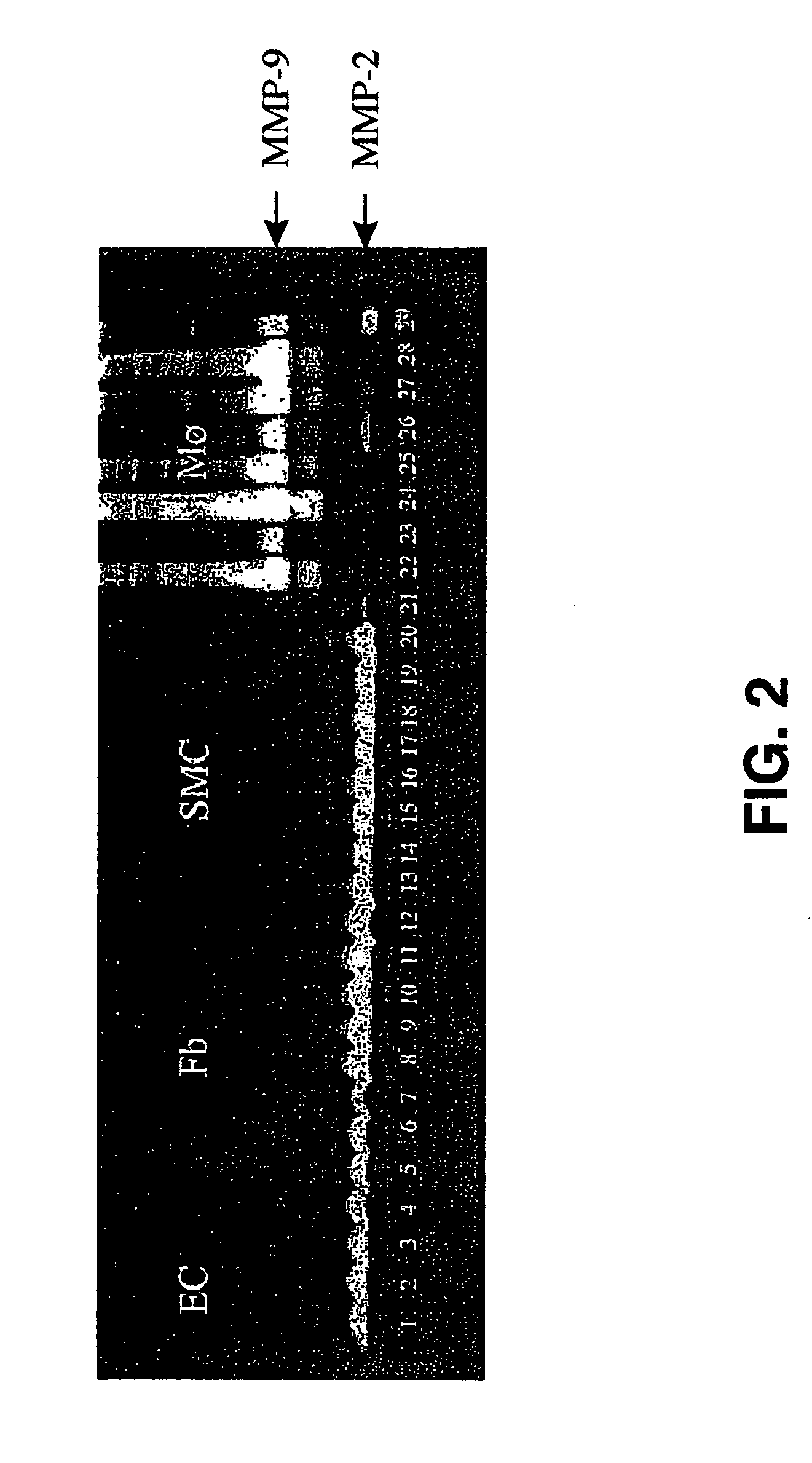 Hydrogel providing cell-specific ingrowth