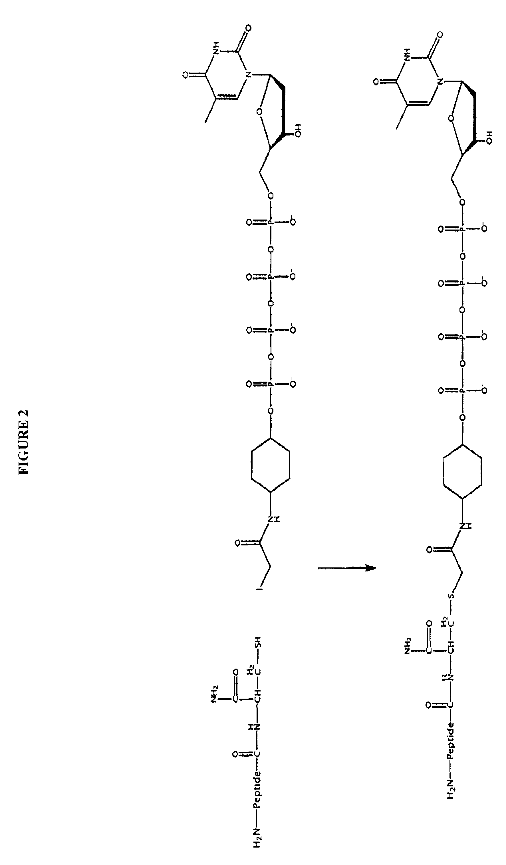 CIS reactive oxygen quenchers integrated into linkers