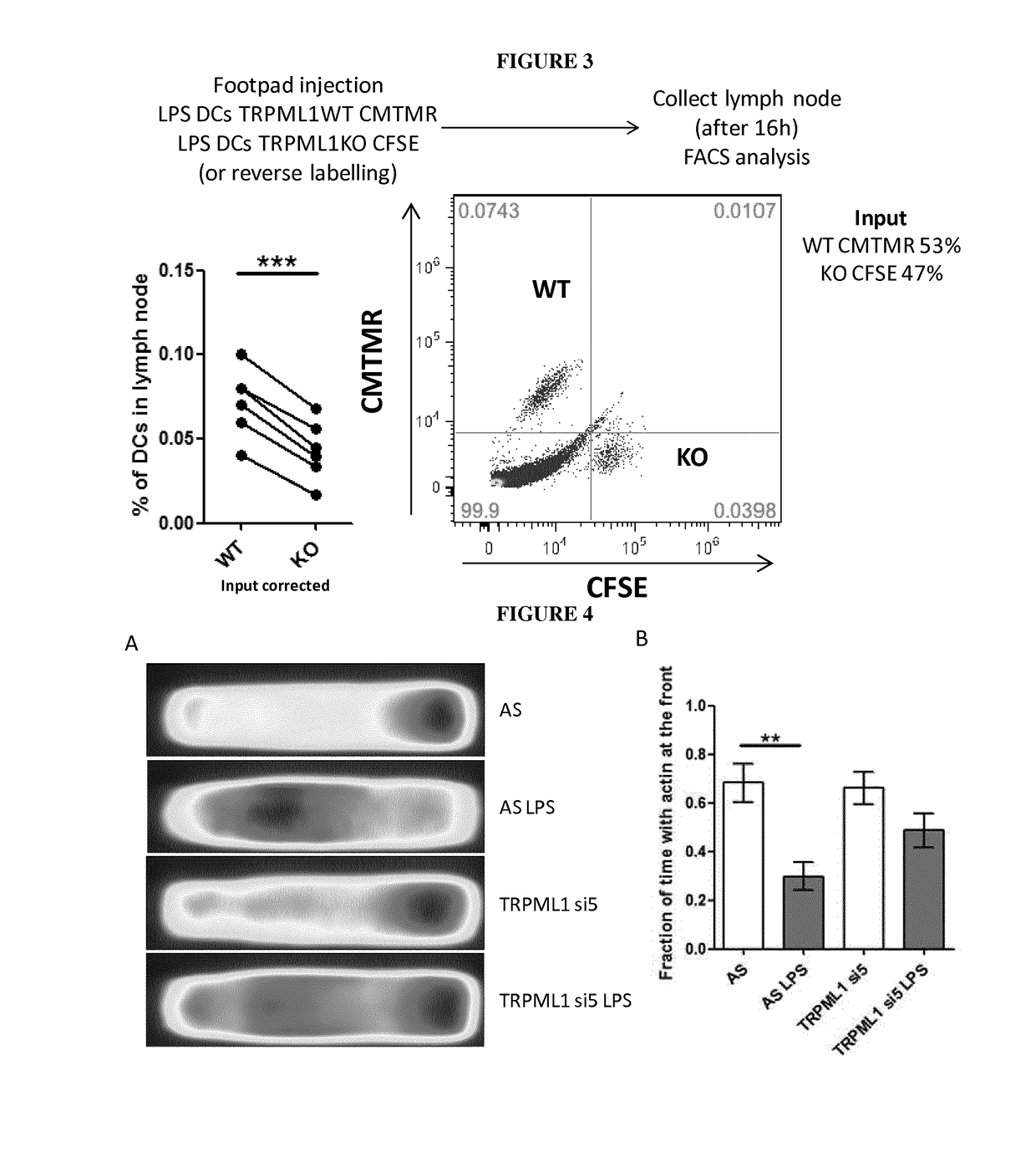 Use of Mcoln-1 modulators to regulate cell migration