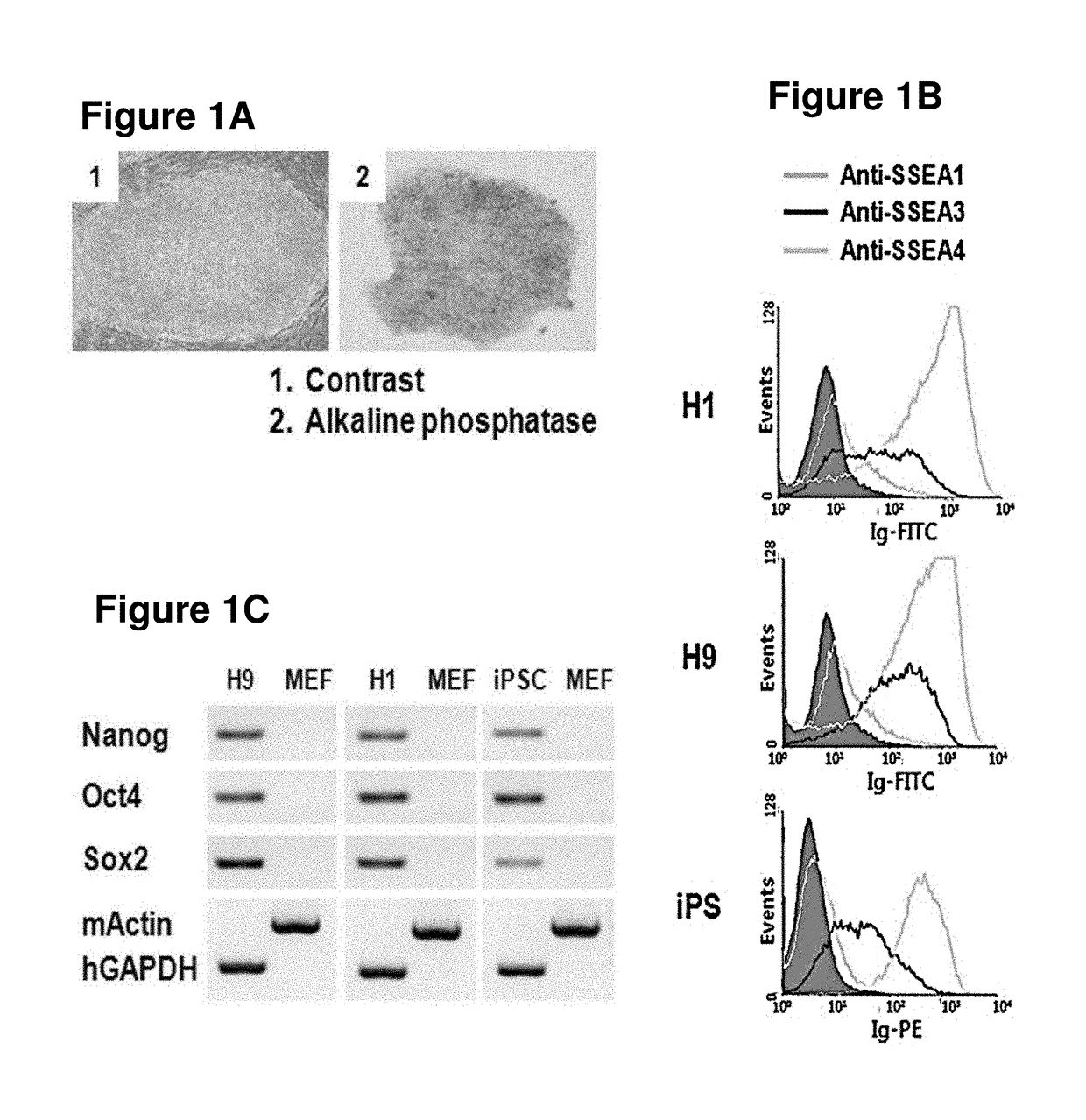 Composition for detecting undifferentiated human pluripotent stem cell, monoclonal antibody 6-1 and use thereof