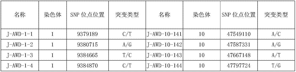 SNP (Single Nucleotide Polymorphism) marker of dorper sheep as well as screening method and application thereof