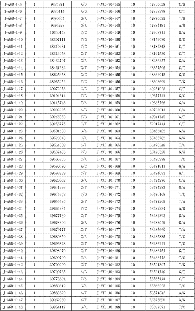 SNP (Single Nucleotide Polymorphism) marker of dorper sheep as well as screening method and application thereof