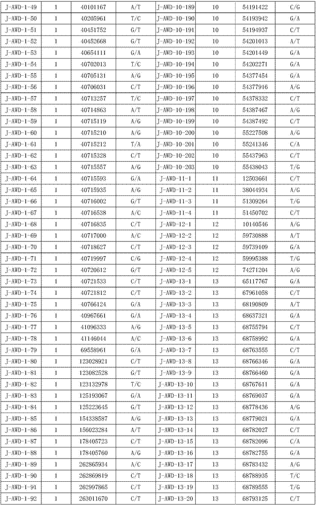 SNP (Single Nucleotide Polymorphism) marker of dorper sheep as well as screening method and application thereof