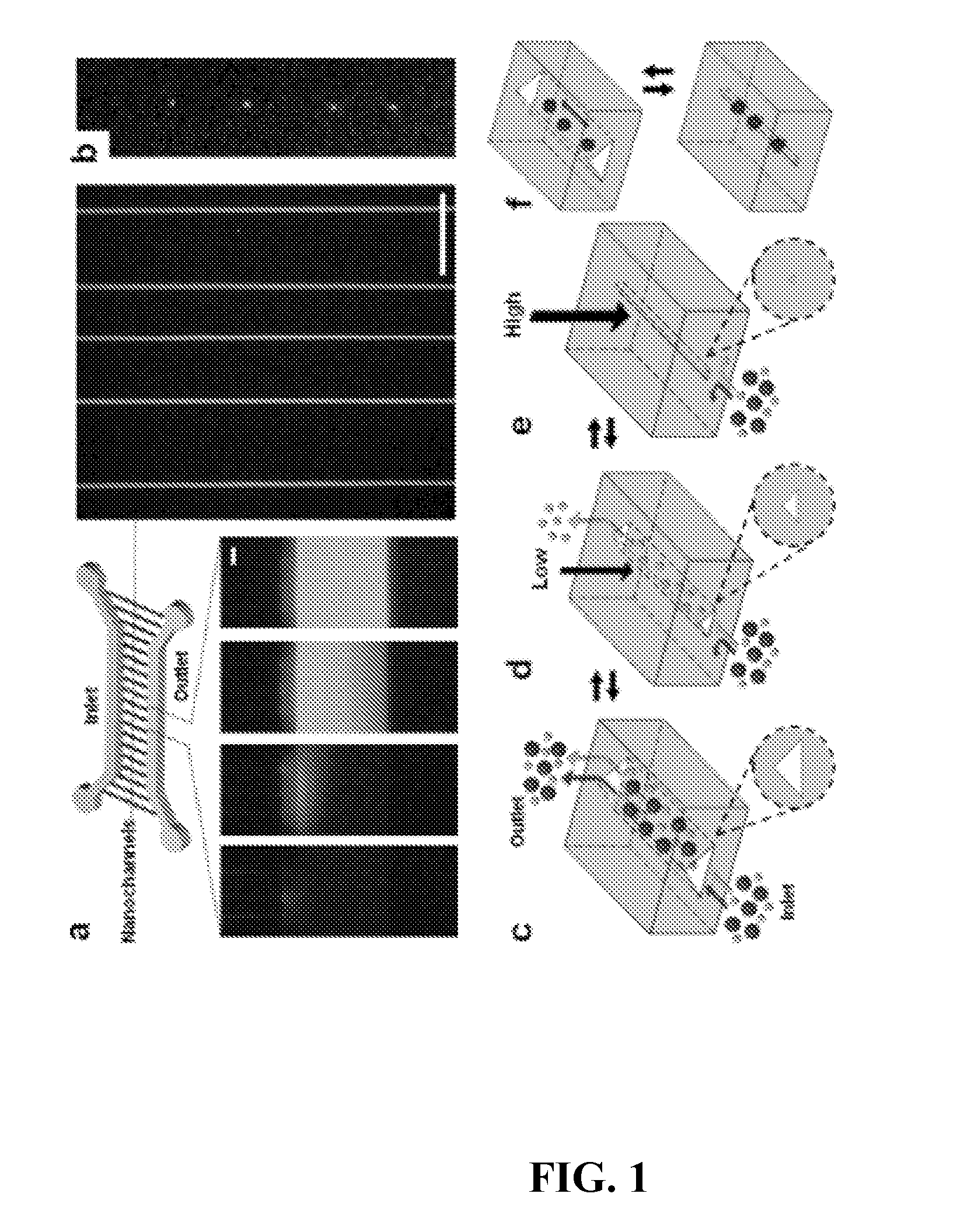 Tunable elastomeric nanochannels for nanofluidic manipulation