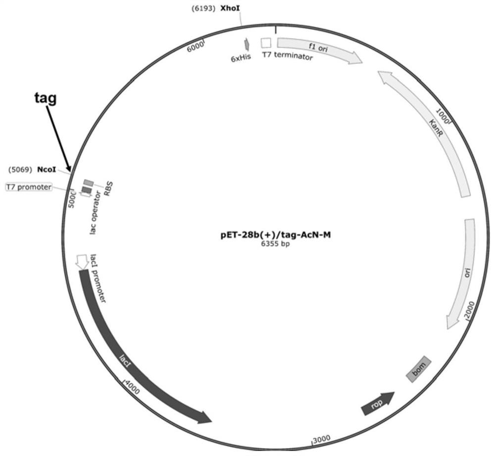 Polypeptide label, highly soluble recombinant nitrilase and application thereof in synthesis of pharmaceutical chemicals