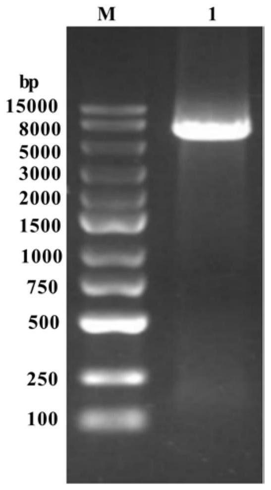 Polypeptide label, highly soluble recombinant nitrilase and application thereof in synthesis of pharmaceutical chemicals