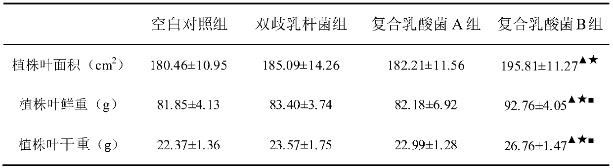 A kind of lactic acid bacteria compound microbial agent and its application for improving the yield traits of saline-alkali ground peanut