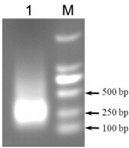 Peanut diacylglycerol acyltransferase AhDGAT3 promoter as well as preparation method and application thereof