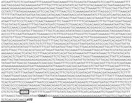 Peanut diacylglycerol acyltransferase AhDGAT3 promoter as well as preparation method and application thereof