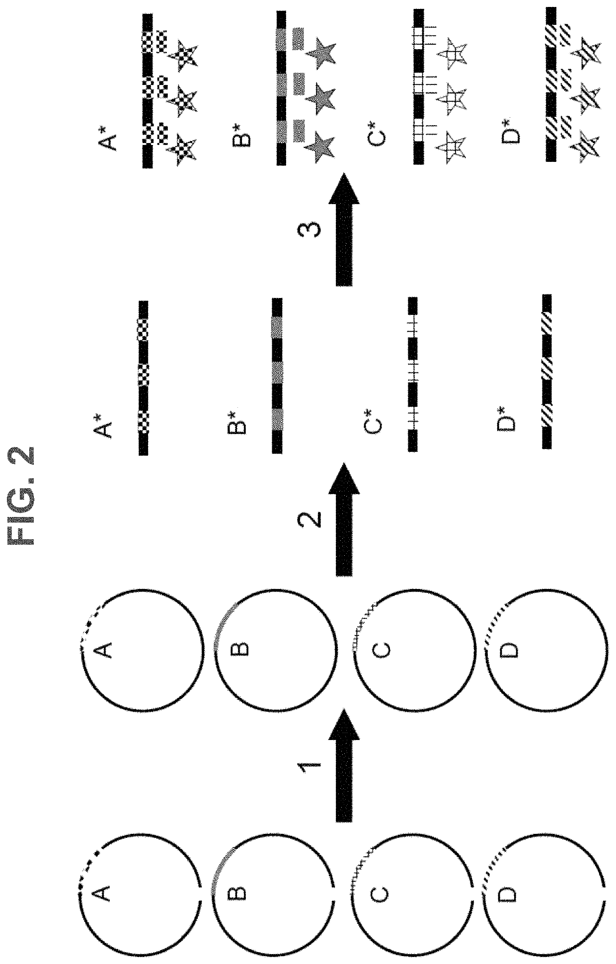 Methods, systems, and compositions for counting nucleic acid molecules