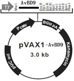 A kind of chicken defensin 9 gene expression vector and its preparation method and application