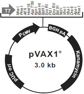 A kind of chicken defensin 9 gene expression vector and its preparation method and application