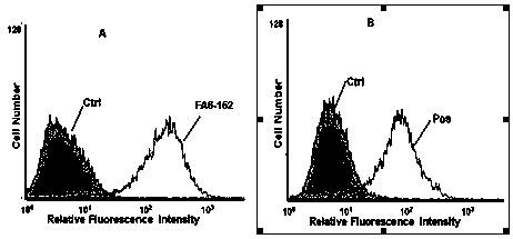 Mouse-derived anti-human CD36 monoclonal antibodies 131-G1 (G2a) and 176-B8 (G1)