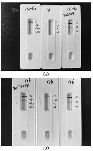 Mouse-derived anti-human CD36 monoclonal antibodies 131-G1 (G2a) and 176-B8 (G1)