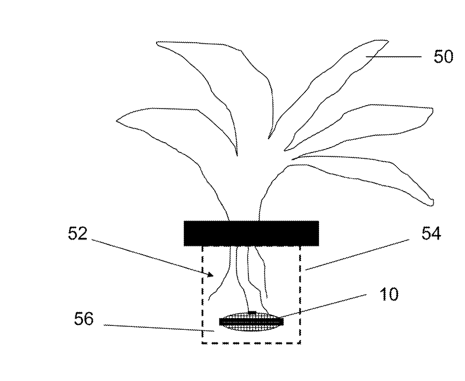 Watering device for plant irrigation