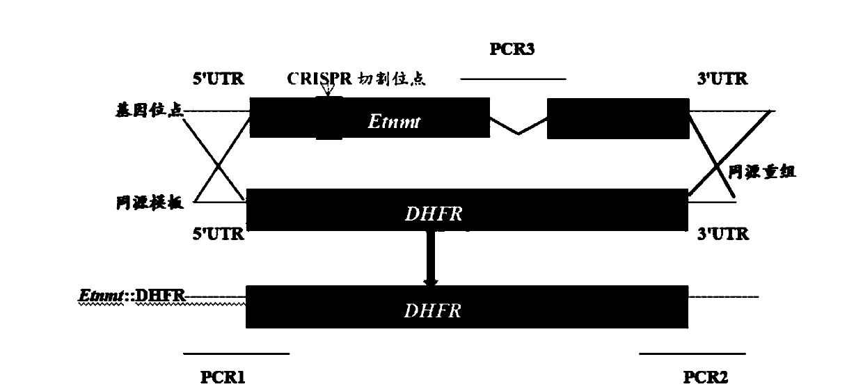 A method for knocking out Eimeria tenella n-myristoyltransferase gene