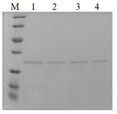 Epoxide hydrolase mutant and application thereof