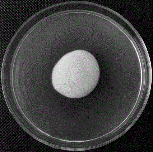 New lecanicillium bacteria genus fungi specie providing pathogenicity for diaphorina citri