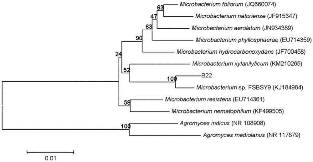 Application of sophora tonkinensis endophytic bacterium B22 in preventing and controlling panax notoginseng root rot