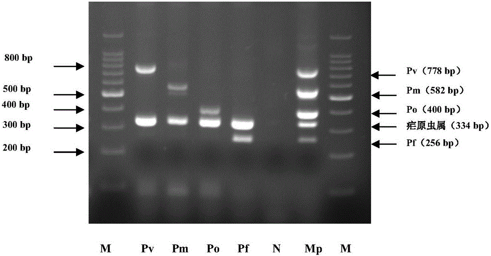 Chimeric primer multiple PCR molecular detection kit for malaria species-genera detection and detection method thereof