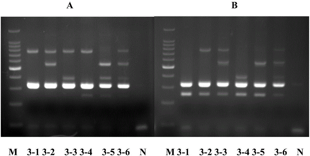 Chimeric primer multiple PCR molecular detection kit for malaria species-genera detection and detection method thereof