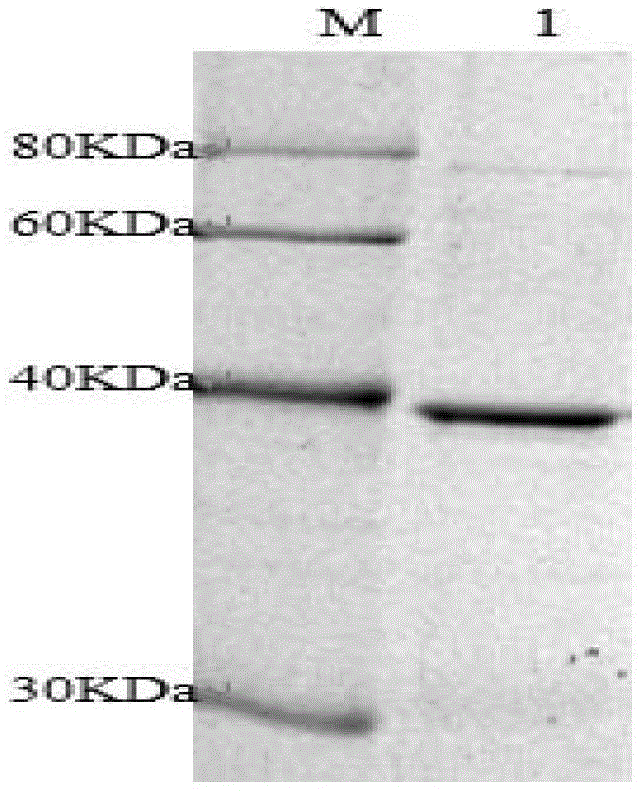 Substrate protein SNVP, and coding gene and application thereof