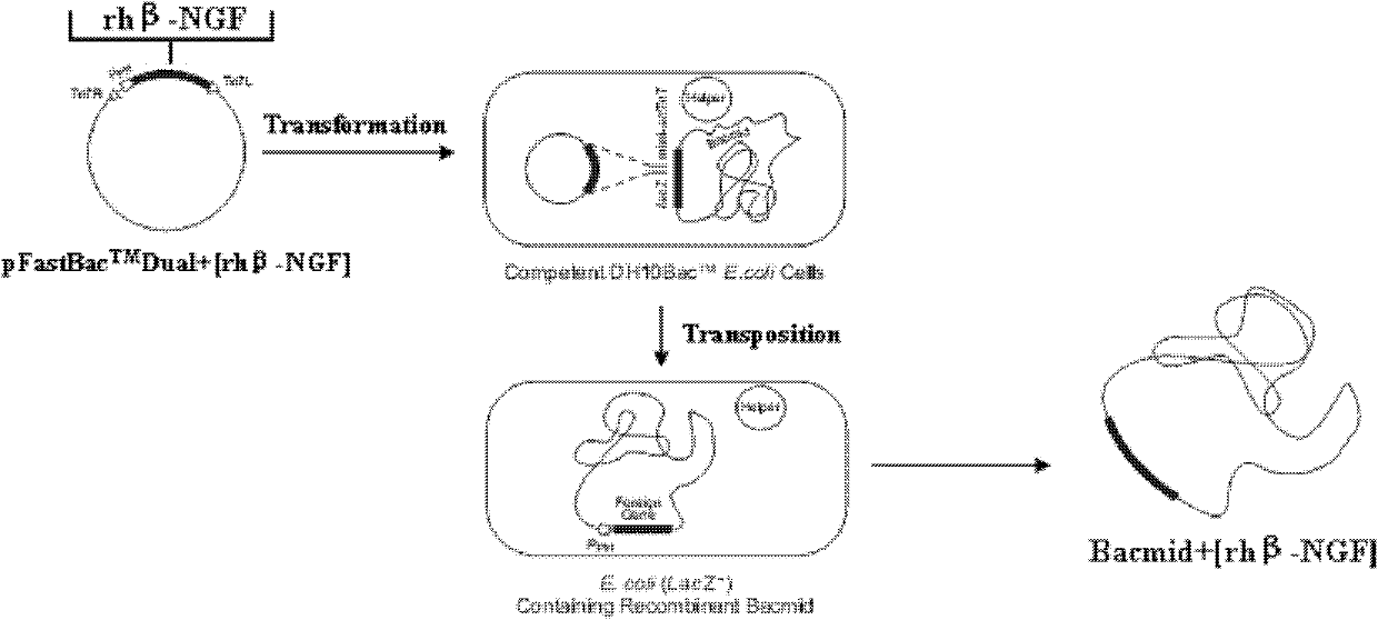 Preparation method of recombined human nerve growth factor based on insect baculovirus expression system